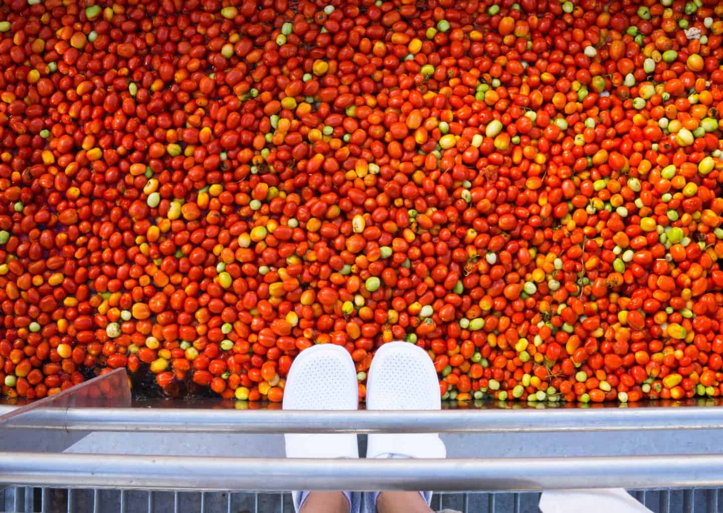 FARMING | The farm to fork journey of a Knorr tomato