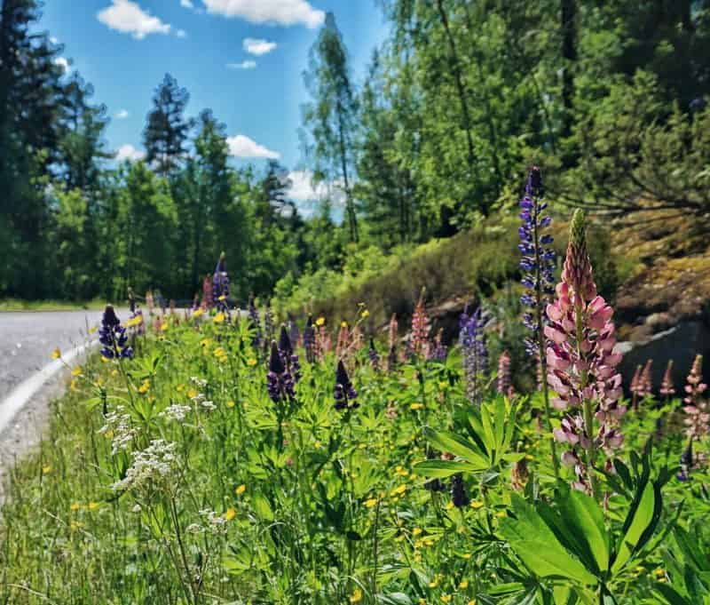 FINLAND SUMMER | 8 Fab Things To Do In Finland To Celebrate Summer