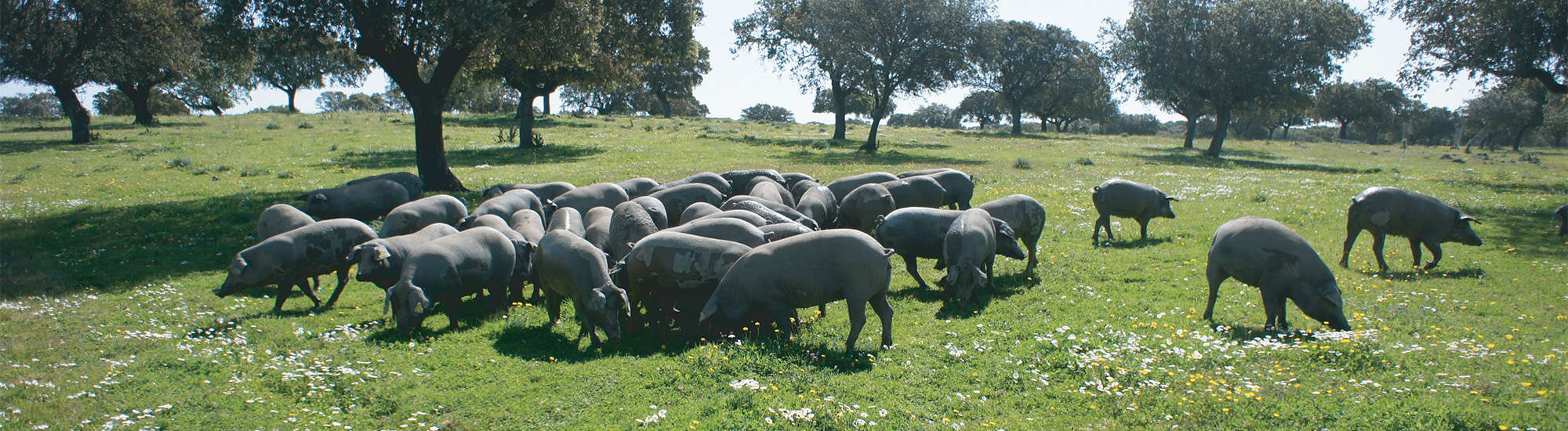 Iberian ham, Iberian pigs, pata negra ham, Iberico pork, jamón ibérico