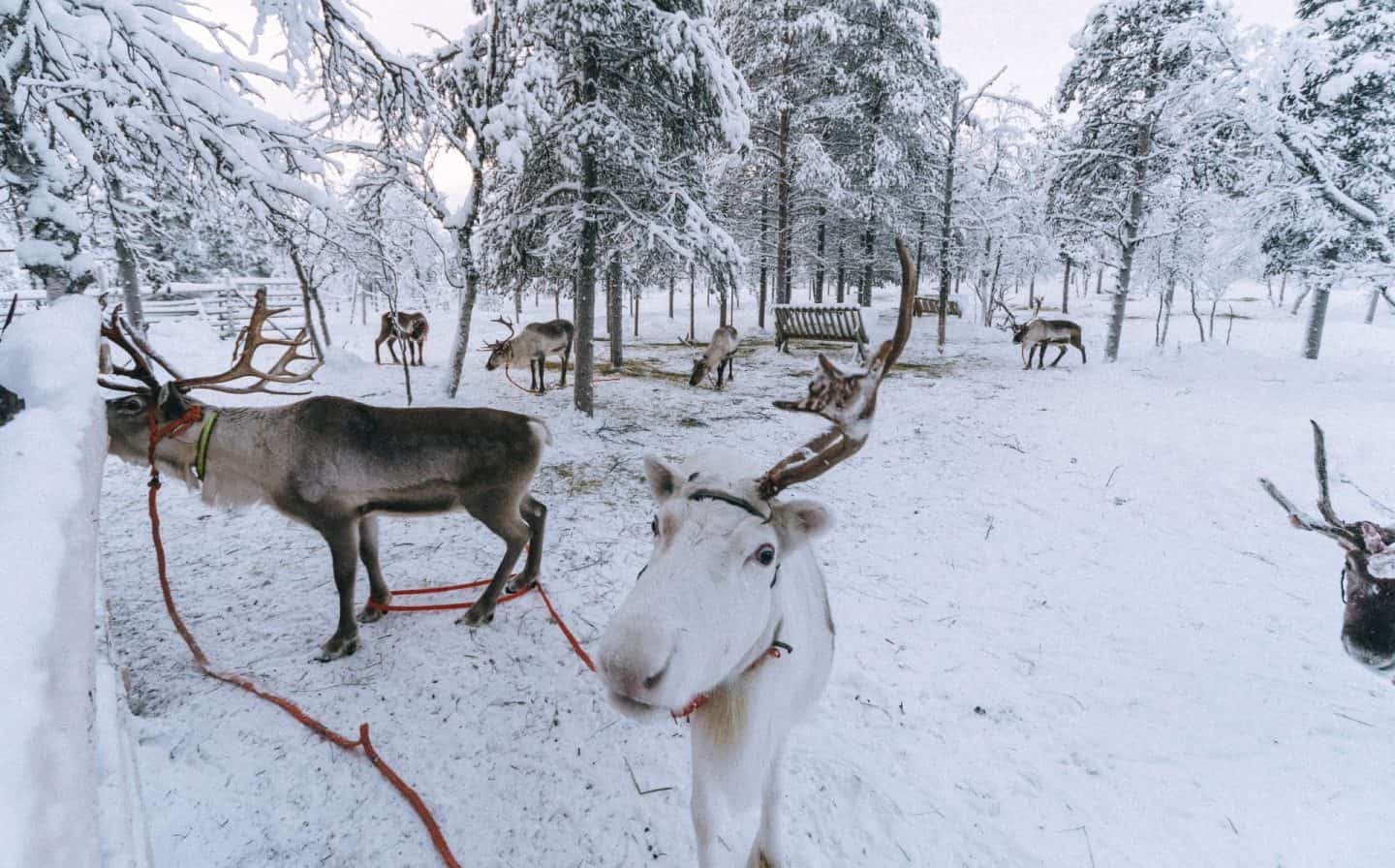 A reindeer Finnish Lapland, Lapland destinations, Lapland Finland, Inghams