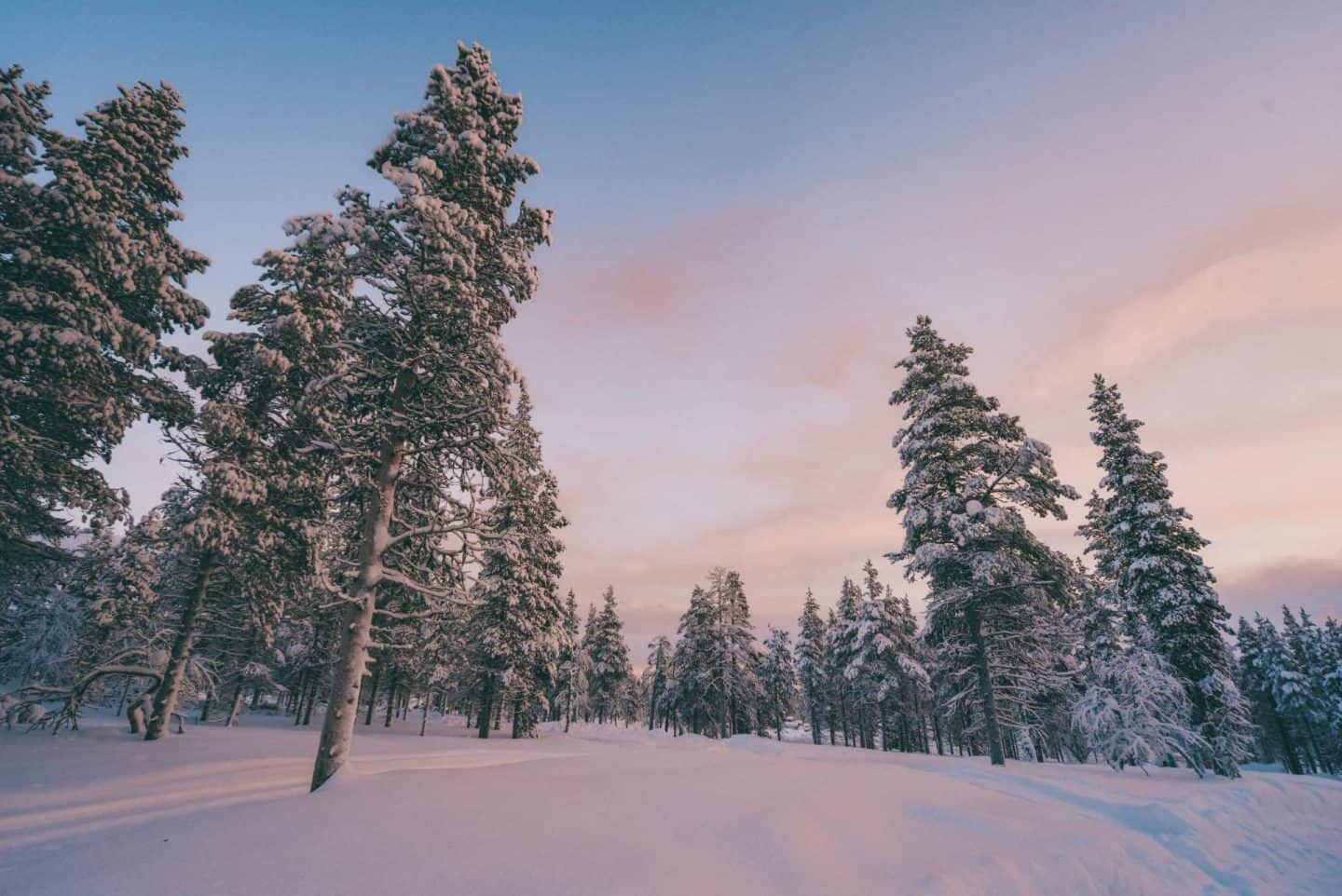 A forest of snow covered trees Finnish Lapland, Lapland destinations, Lapland Finland