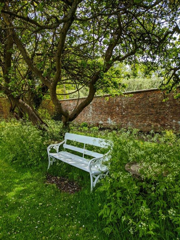 A white wooden bench with white metal arm rests surrounded by frothy cow parsley beneath the boughs of a tree